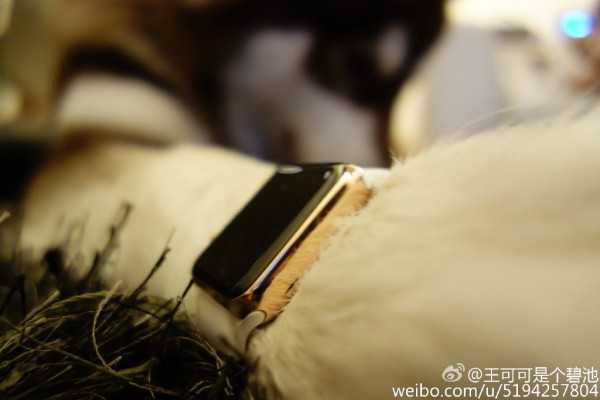 王思聪为爱犬配2只Apple Watch 科技 第3张