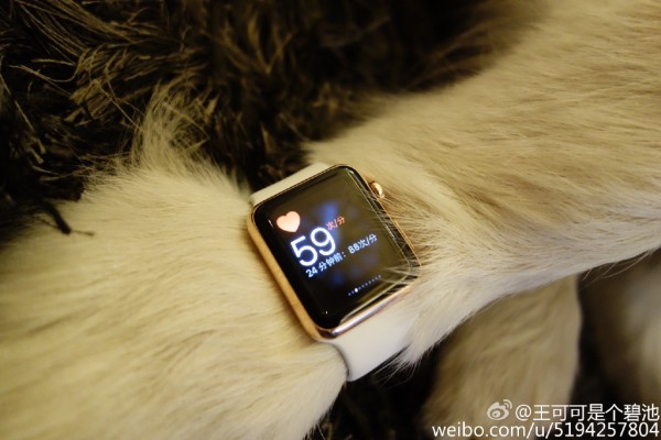 王思聪为爱犬配2只Apple Watch 科技 第5张