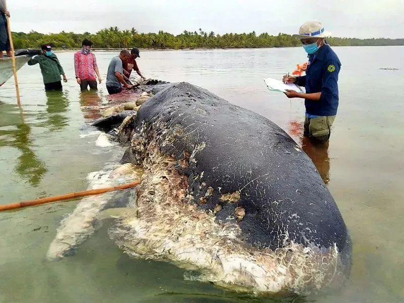 胡歌在青海捡垃圾7年的背后，10亿生命正在死去 人物 第31张