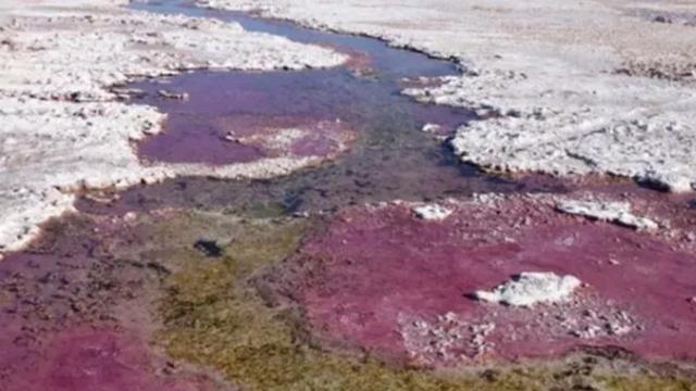 科学家发现目前地球唯一不呼吸氧气生物：存在至少 35 亿年 科技 第1张