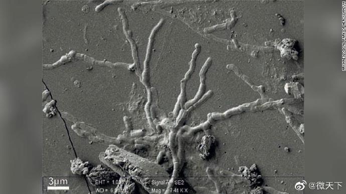 专家发现2000年前死于火山男子完整脑细胞 国际 第2张