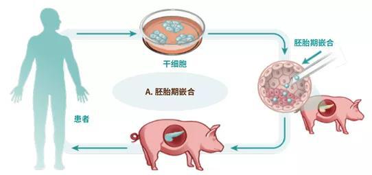 细胞间的“秘密战争”，人造器官能否跨越这个难关？ 科技 第4张