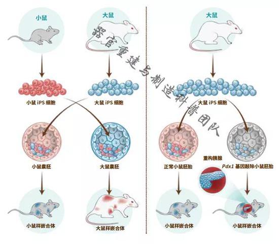 细胞间的“秘密战争”，人造器官能否跨越这个难关？ 科技 第6张