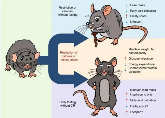 吃得少不如吃得巧，新研究找到了少吃促进长寿的关键点 科技 第3张